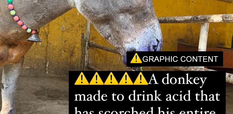 Someone Pours Acid Down a Donkey’s Throat Reports ACF Animal Rescue