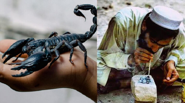 Latest Drug Addiction in Pakistan is Smoking Scorpios to Get High