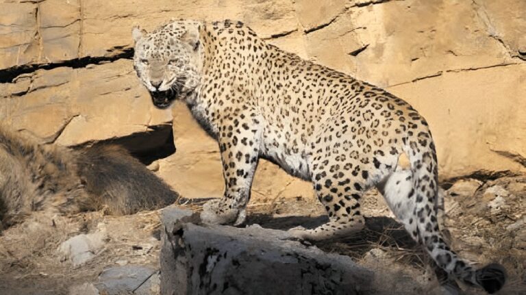 A Rare Persian Leopard Was Sighted In Balochistan