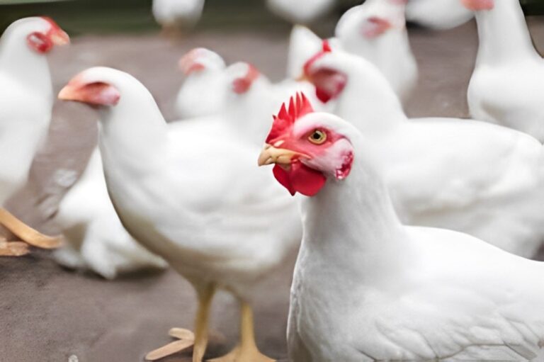 After The Latest Development, It’s Anticipated That Chicken Prices Will Decrease